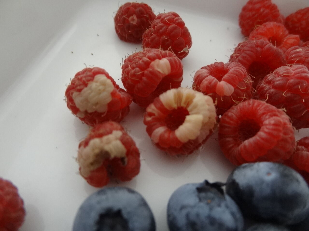 北緯52度de ドイツ平地暮らし見聞録 ラズベリーの実が日焼けをして色が抜けたみたい 北緯52度de ドイツ平地暮らし見聞録 ラズベリーの実が日焼けをして色が抜けたみたい