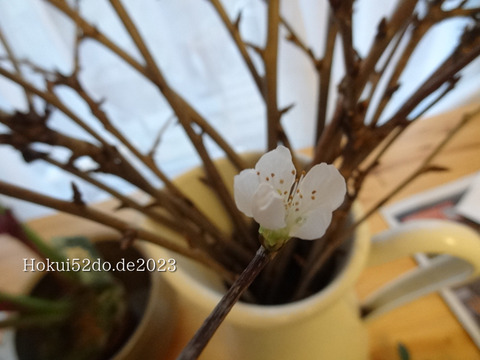 98znGdXDa6fyvUn1673799006_1673799021