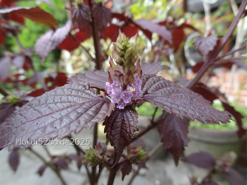 PeIUkd7IfUmpvYX1757044122_1757044137