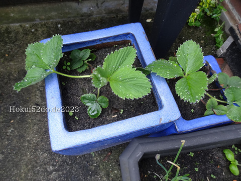 5rma68p0IZXf1011683448449_1683448480