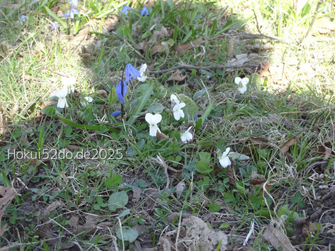 dmdLVwdPaufAAkY1744538514_1744538530