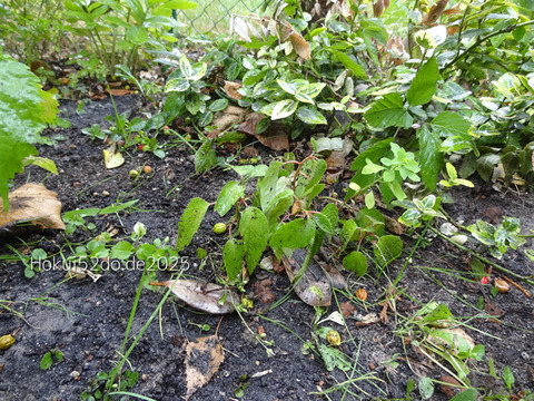 Vc85RCmfbyAZENH1756577917_1756577940