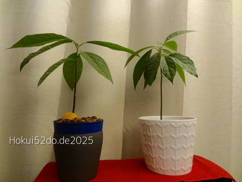 LNwG3BzNiDFezuQ1736243198_1736243215