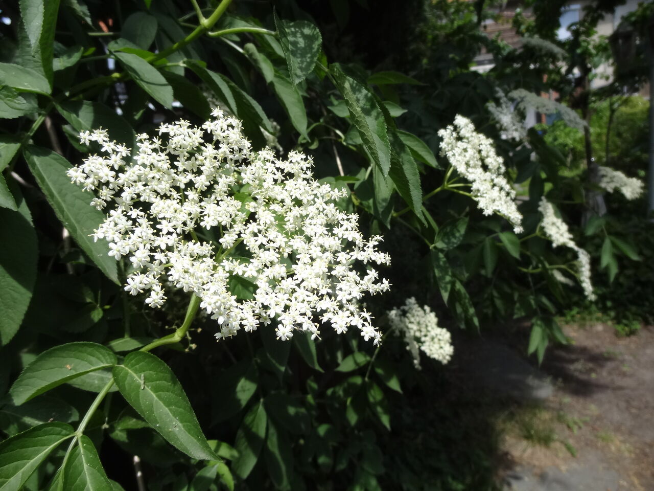 北緯５２度de ドイツ平地暮らし見聞録 セイヨウニワトコの花のシロップを作ってみた