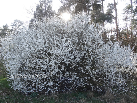 i747feoGEOdexRm1743230682_1743230697