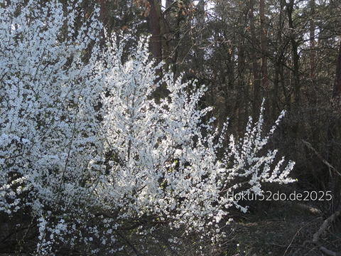 8SDptkimBDV5gnU1743230766_1743230787