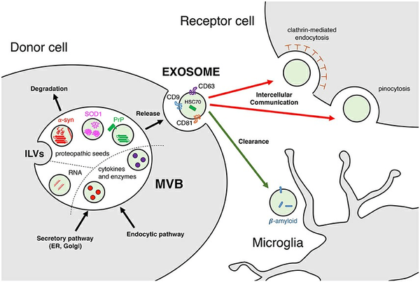 exosomes