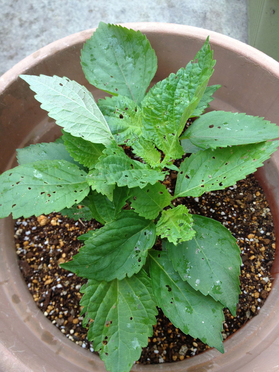 しその葉に小さな穴が 花と野菜ブログ