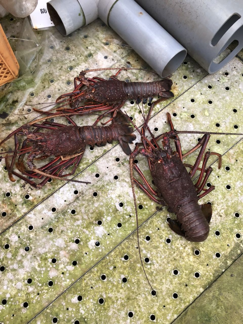 日記 佐伯良いとこ一度はおいで ヨネスケの駅弁 空弁 食べて答弁