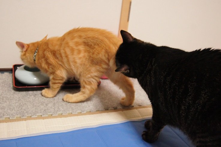 ３日目 ４日目 うちのねこ