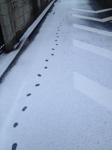 白川郷に行ってきました うちのねこ