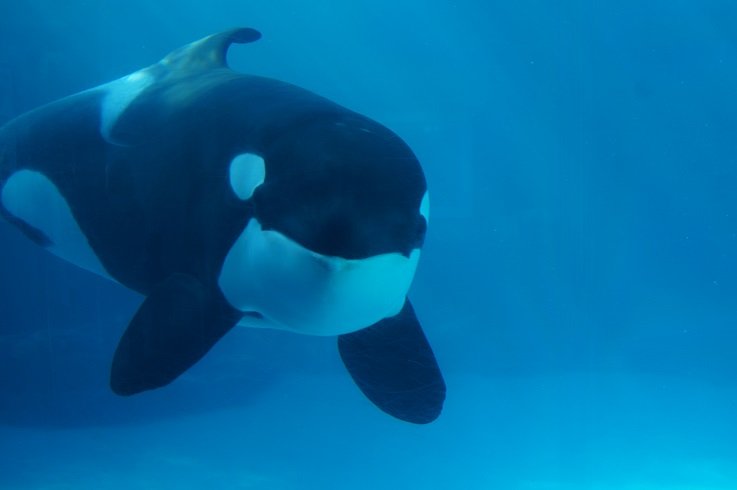 名古屋港水族館に行ってきましたin初夏 うちのねこ