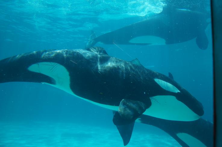 鴨川シーワールドに行って来ました うちのねこ