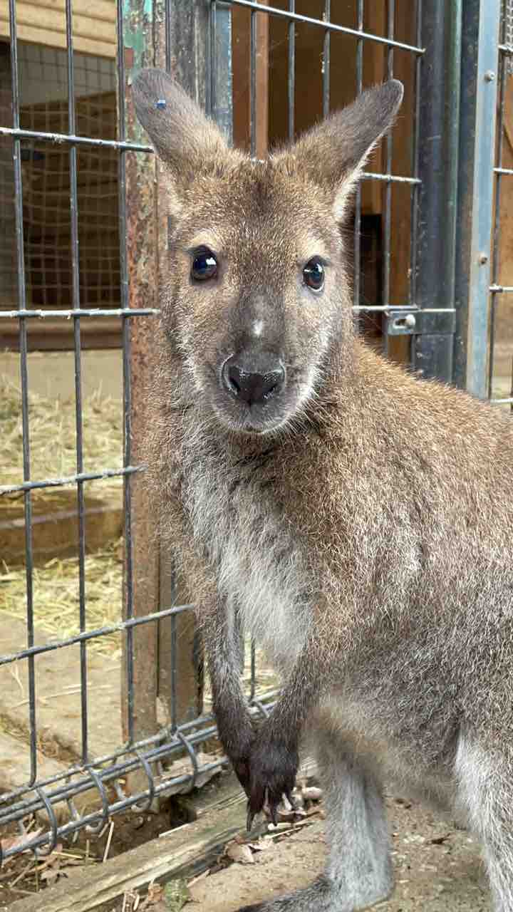 ベネットアカクビワラビー Yongpilのふれあい動物記