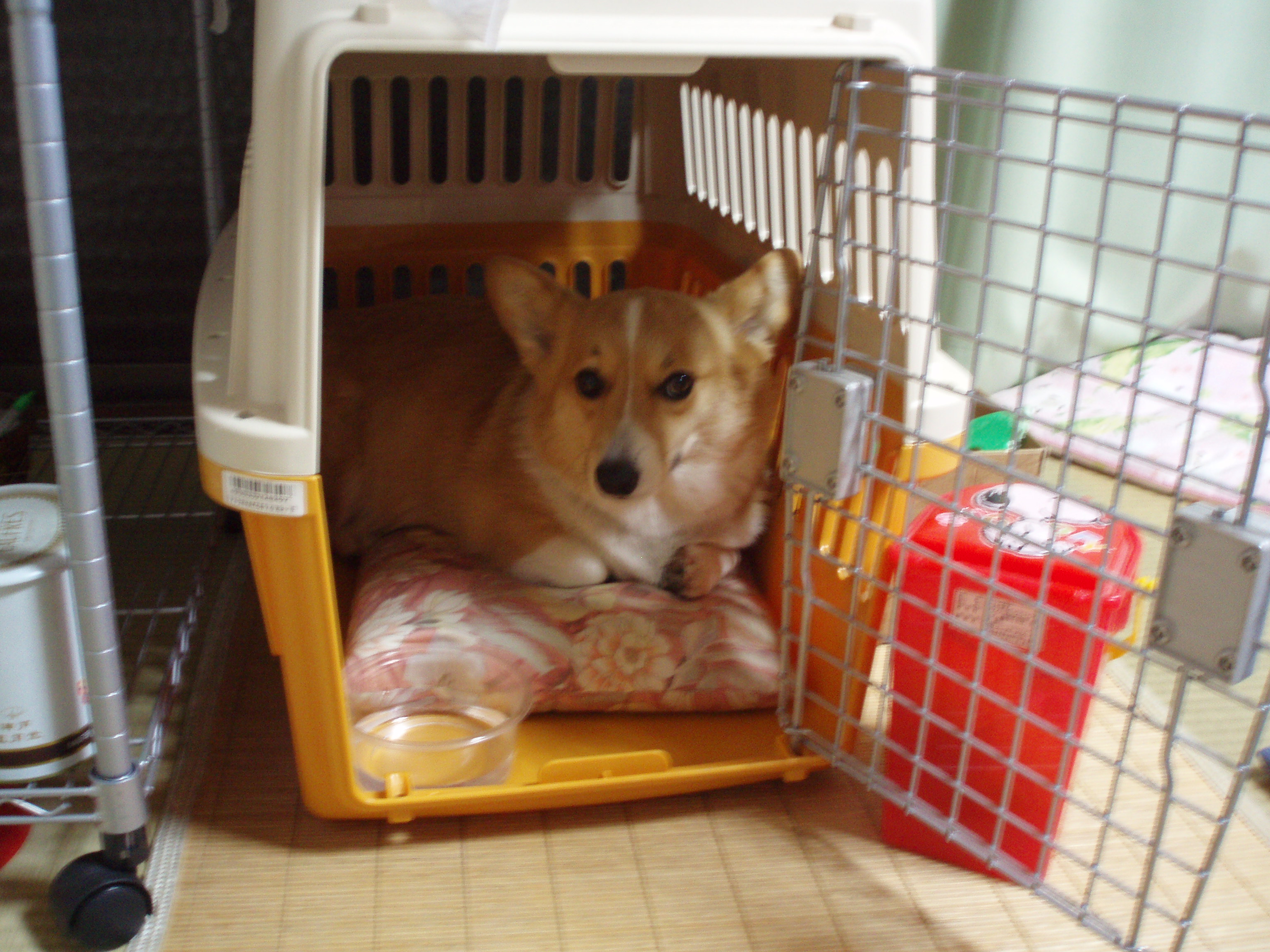 バリケン コーギーと暮らす日々