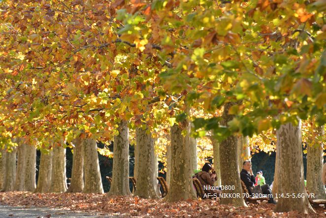 新宿御苑 プラタナス並木の紅葉 写真日記 今日は良いお日和で