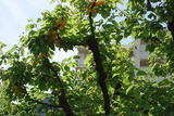DSC05524