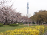 タワー桜2