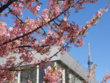 タワー桜