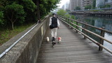横十間側道