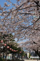 タワー花7