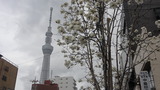 春の嵐5