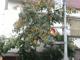 柿