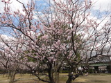 あんず