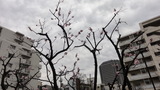春の嵐3