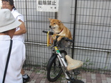 二之宮渡御11