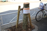 街路樹6