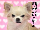 甘え犬