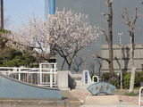 扇橋