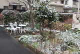 錦糸町の雪5
