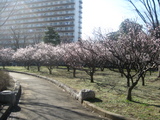 亀戸中央公園4