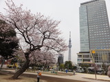 タワー桜3
