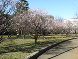 亀戸中央公園3