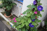 朝顔