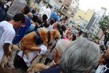 祭り犬