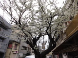 山桜