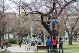 桜ジャンプ