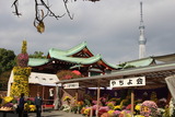 菊祭り