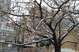 錦糸町の雪6