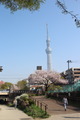 タワー花8