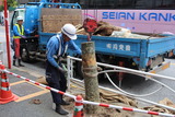 街路樹工事6