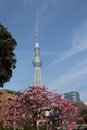 タワー花3