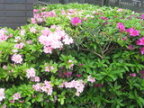 さつき