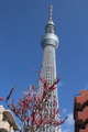タワー花