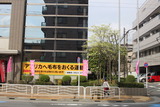 ハナミズキ