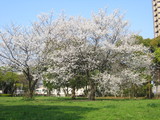 猿江桜